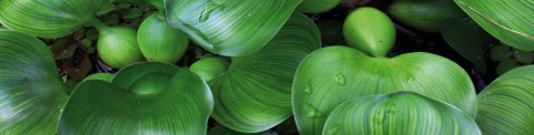 Zuurstofplanten