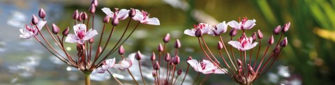 Beplantingsplan voor de vijver