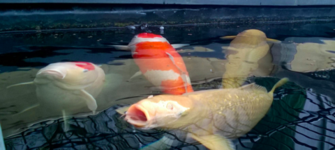 Verschillende soorten koi karpers