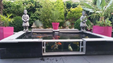 Koi ziektes herkennen