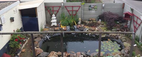 Wat voor koi ziektes zijn er?