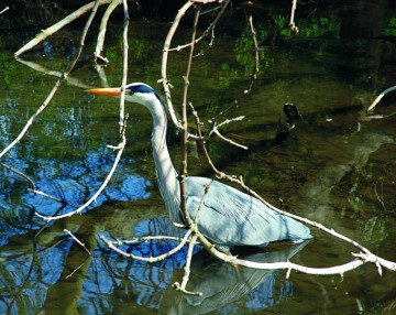 Vissen vormen het hoofdvoedsel van de blauwe reiger