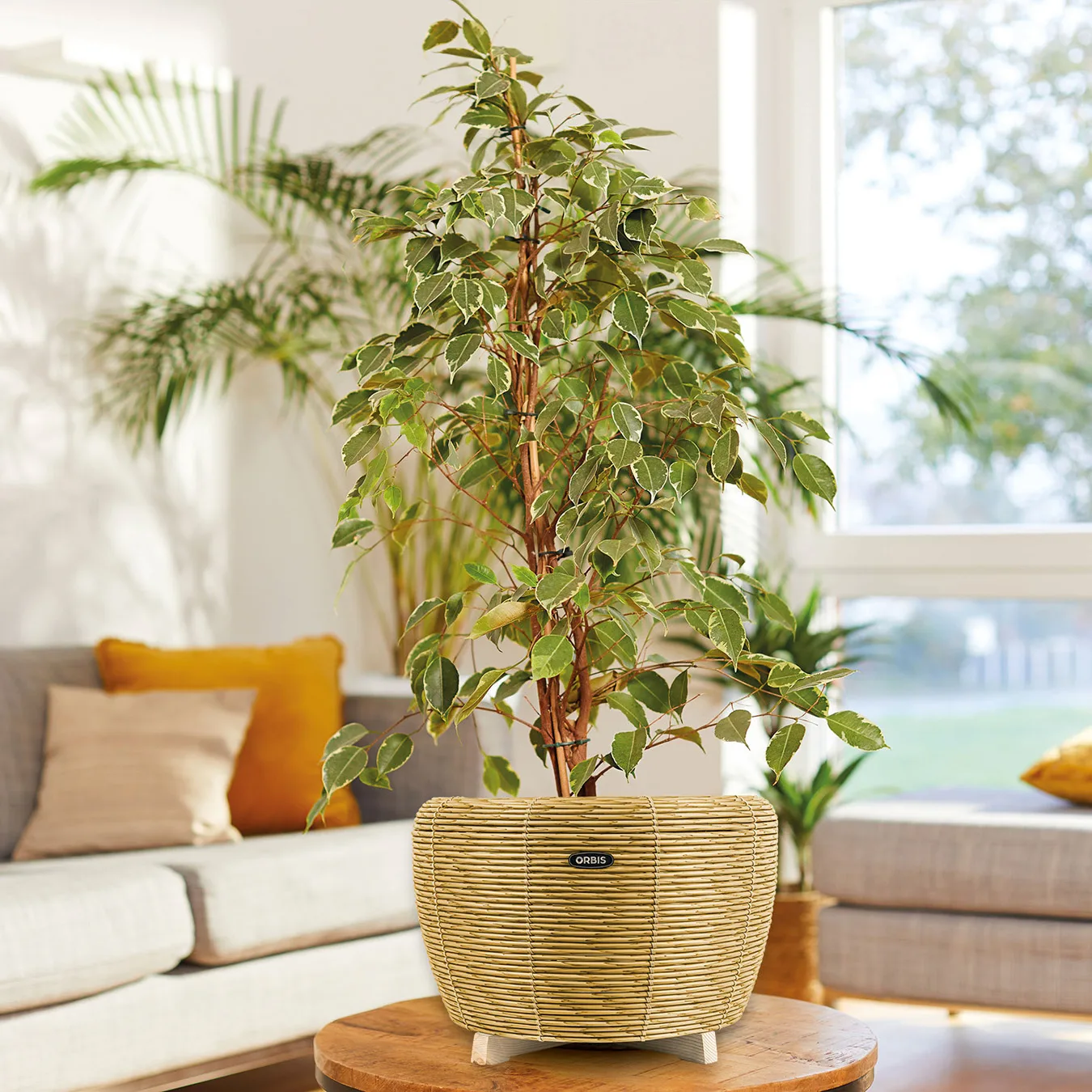 Orbis Planter
